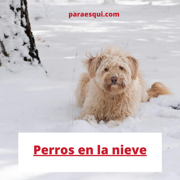 perros nieve esquí